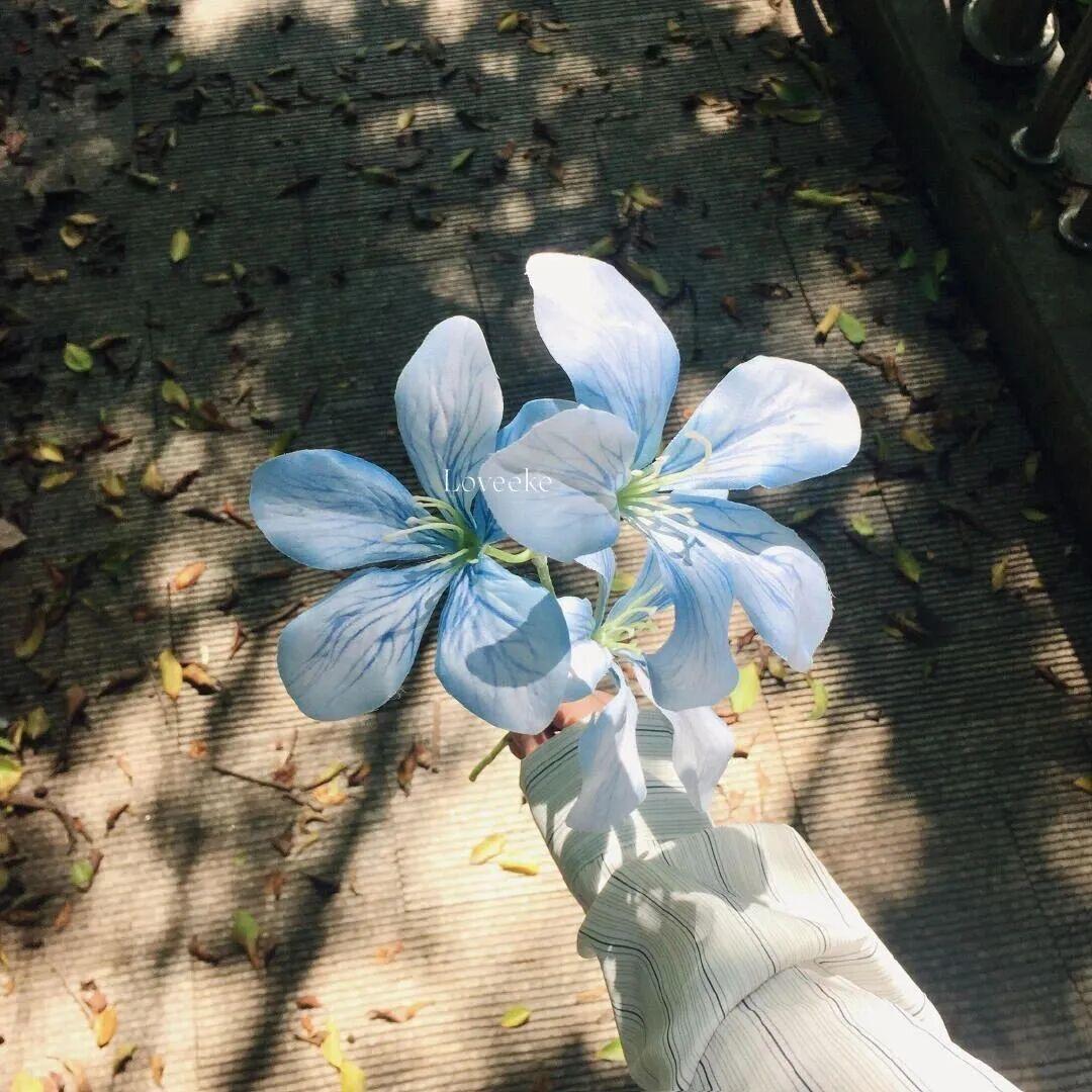 周一见（见过小葵版）