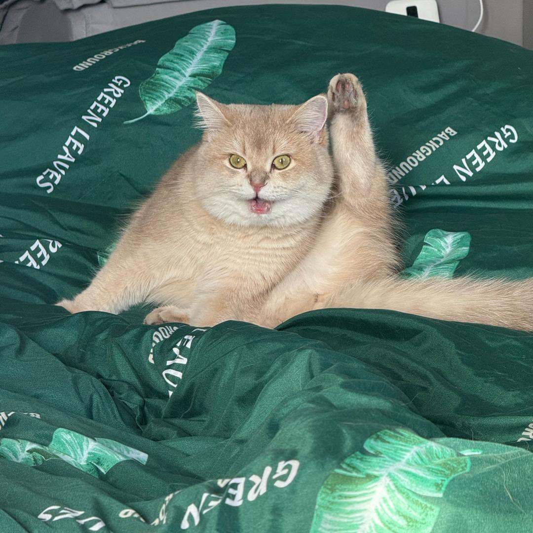 哇呜哇呜哇呜哇呜哇呜哇呜哇呜哇呜