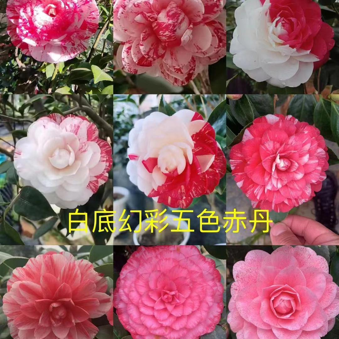 易创园
