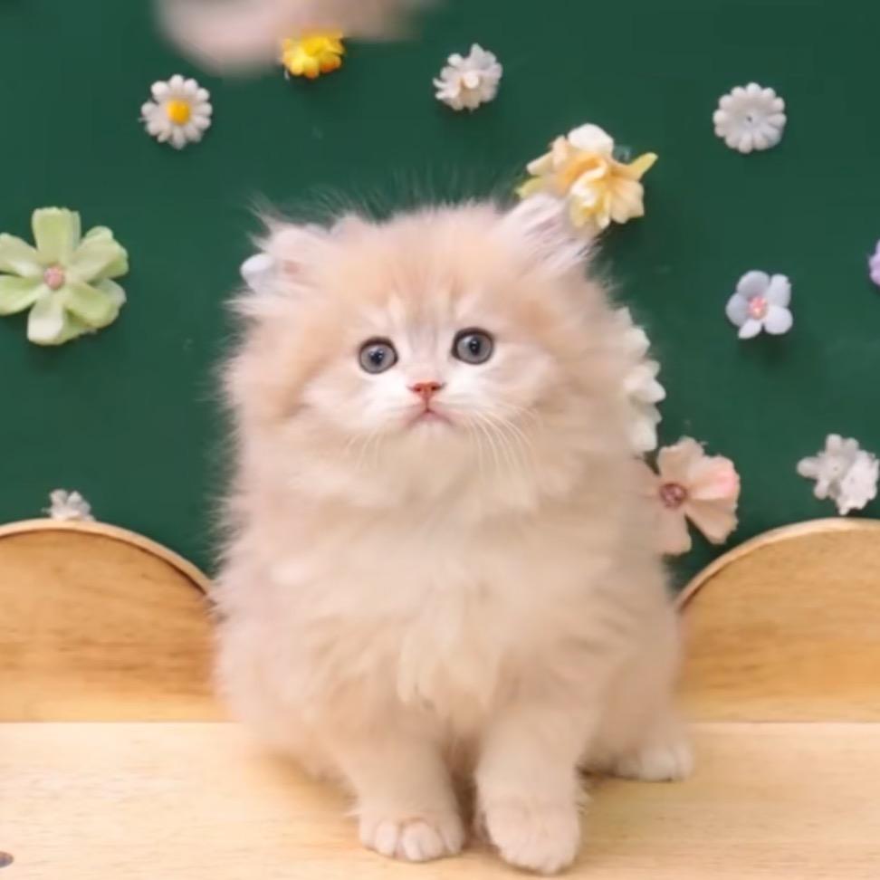 妙妙是只猫