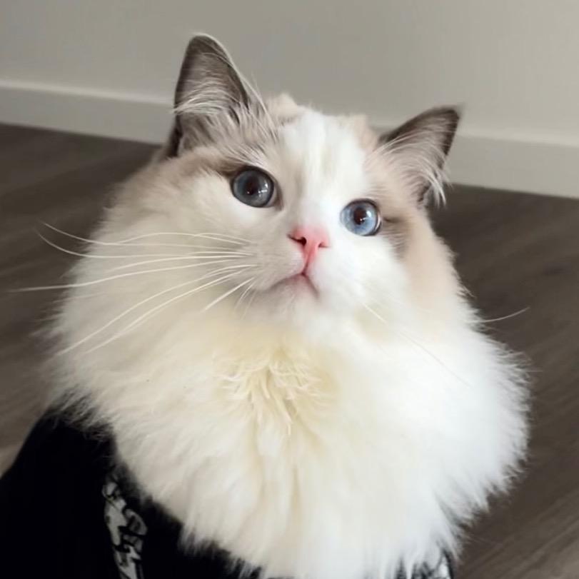 🐱大宝和辛巴