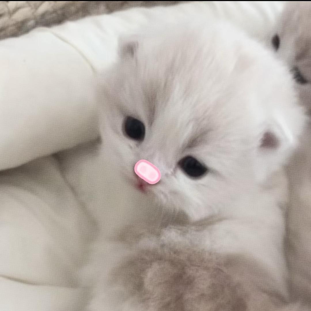 世界第一糕冷_zxT