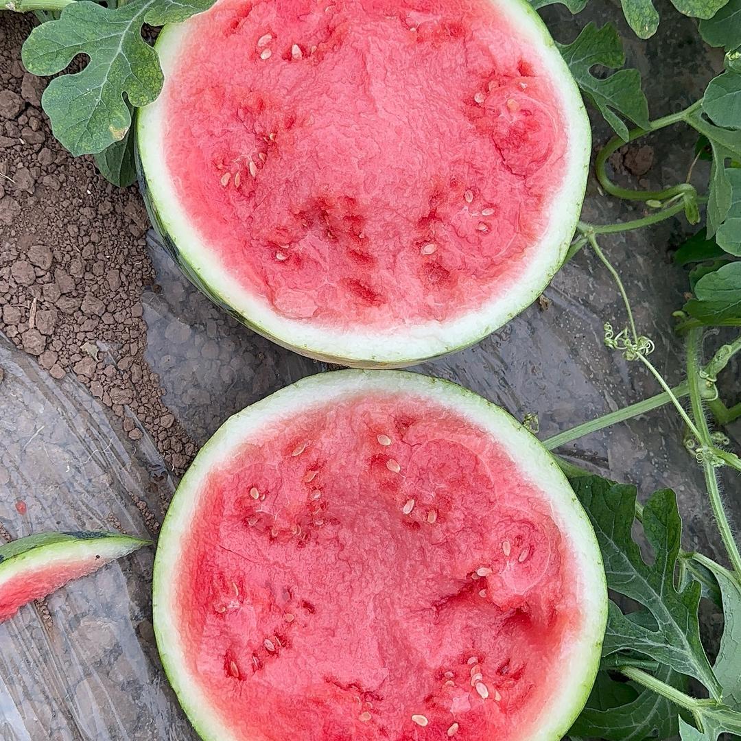 《欣欣果业》水果产地直销🍉