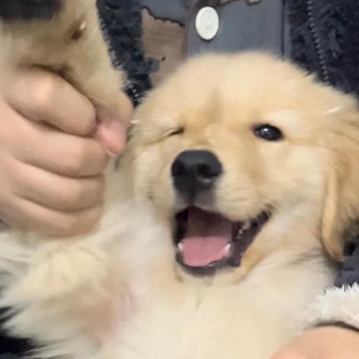 美味曲奇