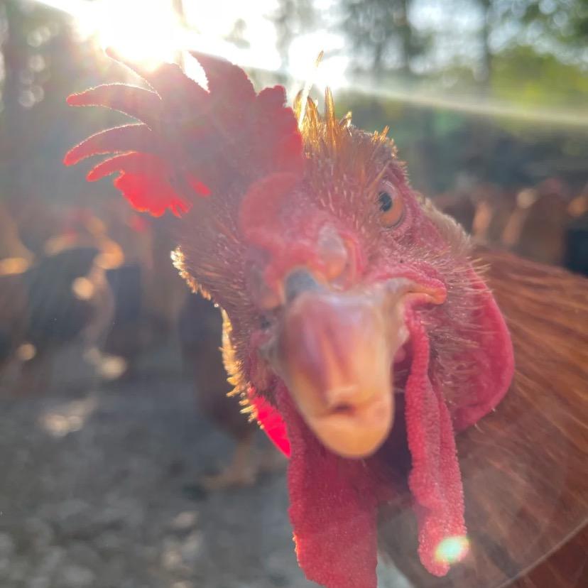 小江的乡村生活