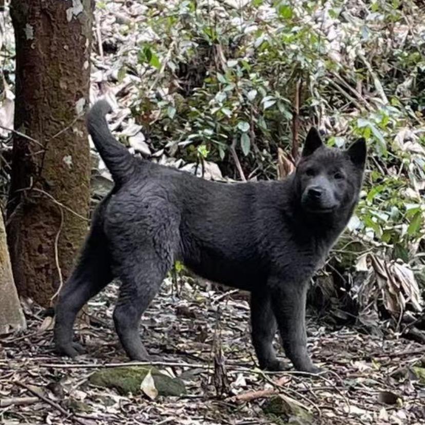田园犬