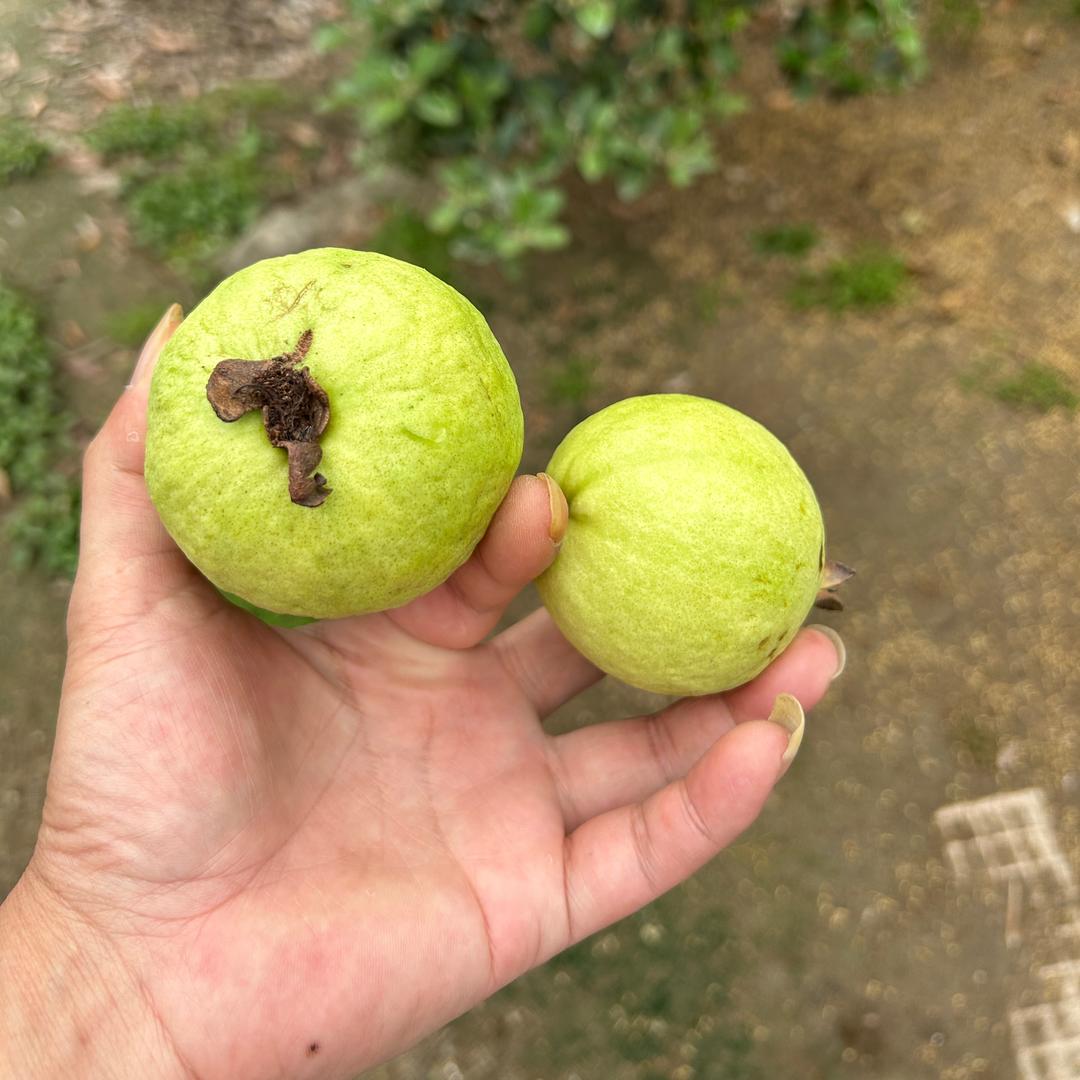 年轻的小老头