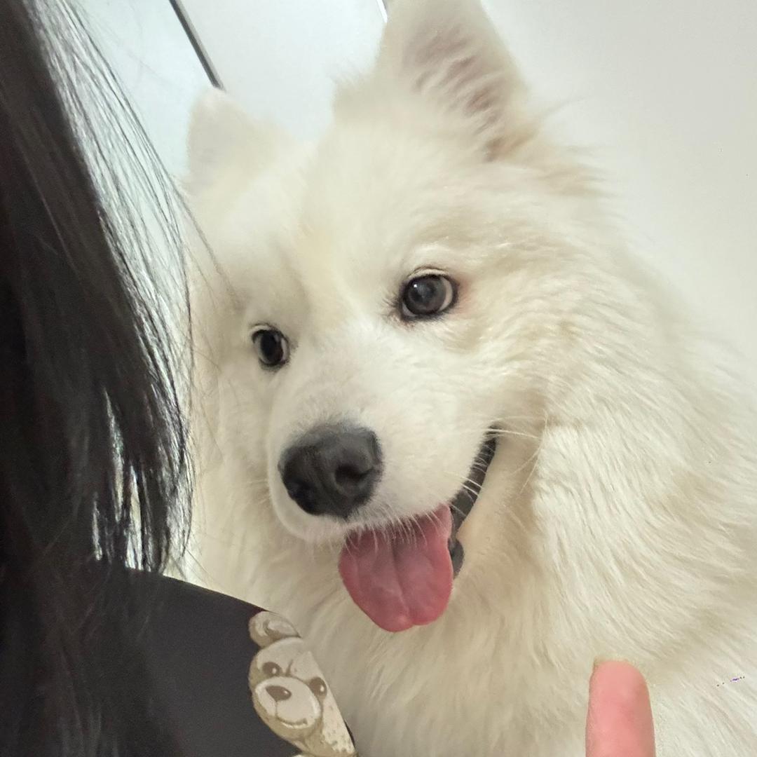 十一 ，