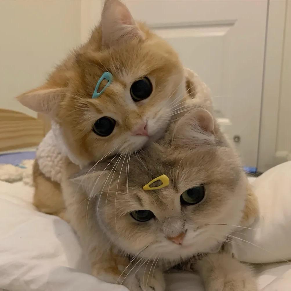 高冷KT猫𖦹 .𖦹