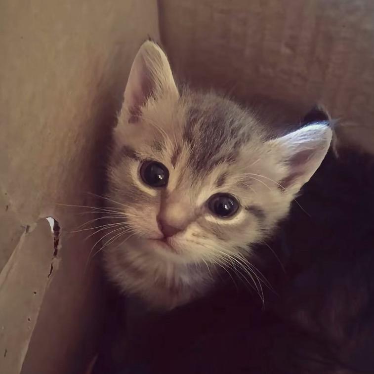 小猫旋律