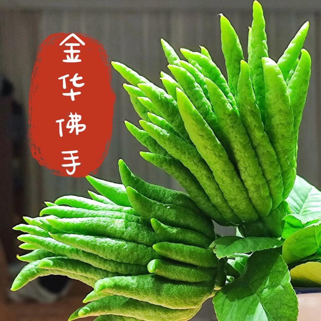 千佛阁金华佛手