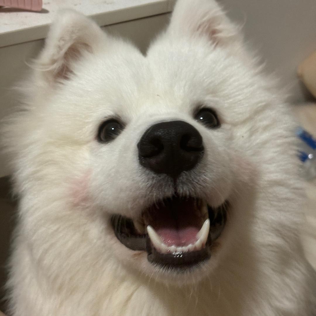 蒋鸭鸭.