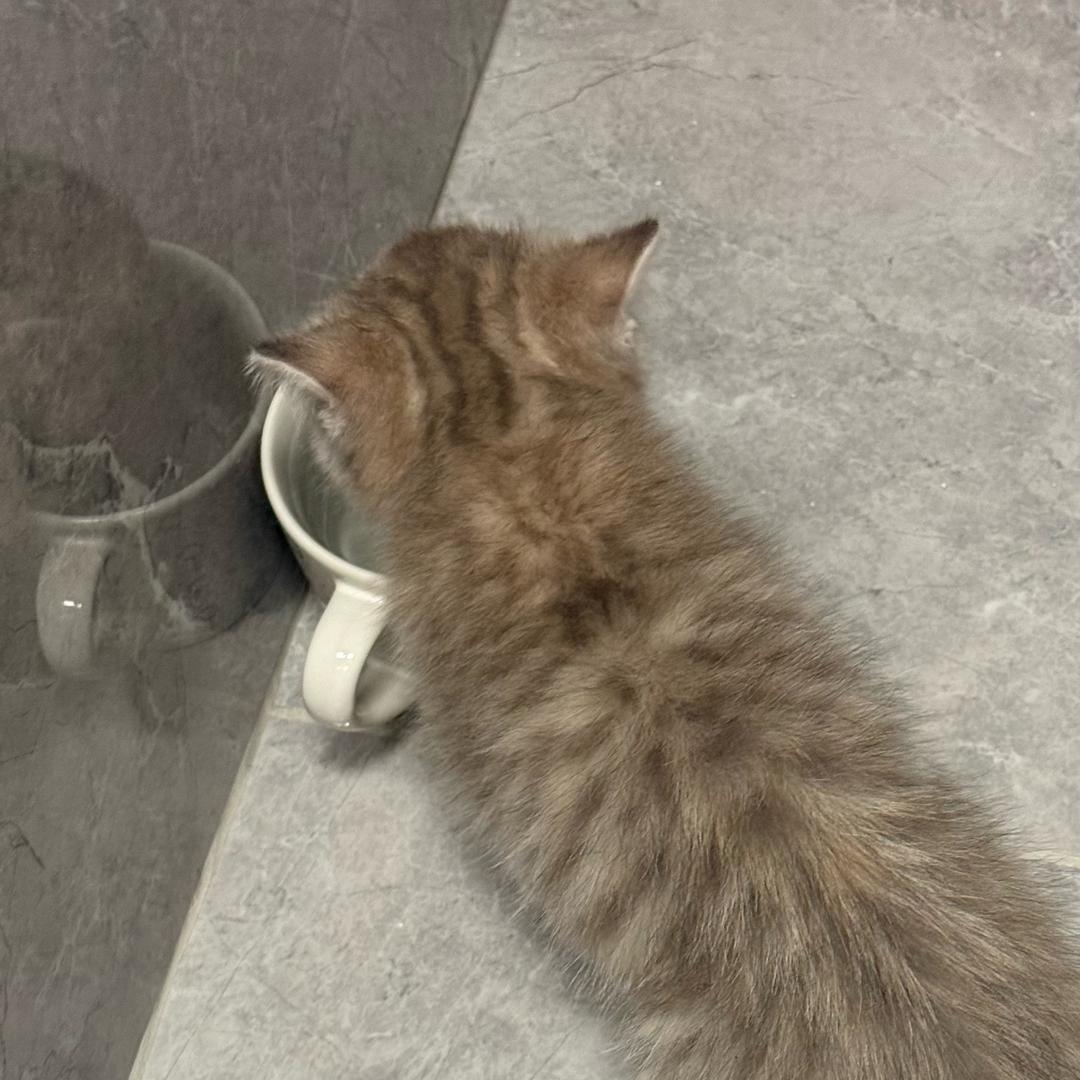 毛豆是只喵🐱