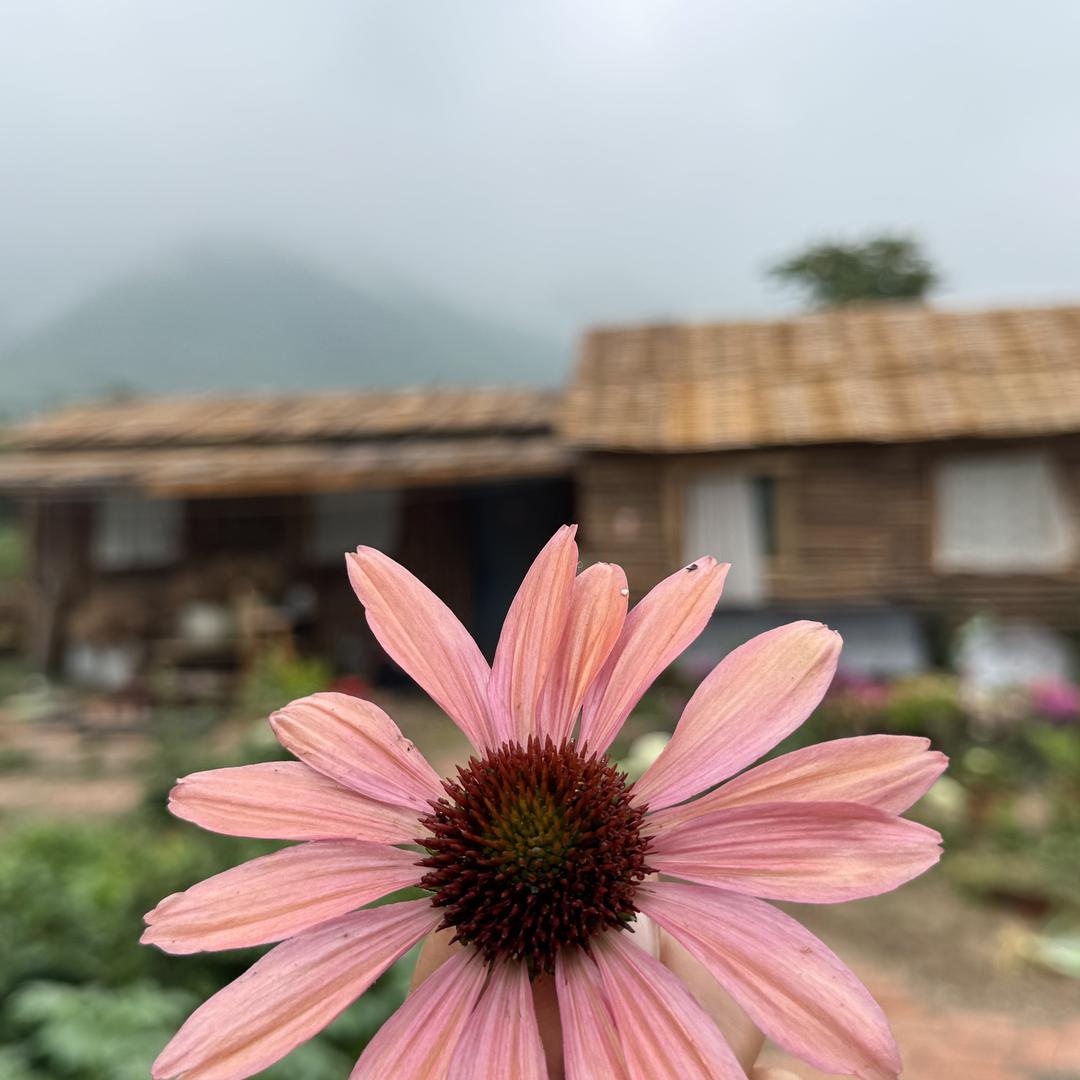 狼牙山英子花卉
