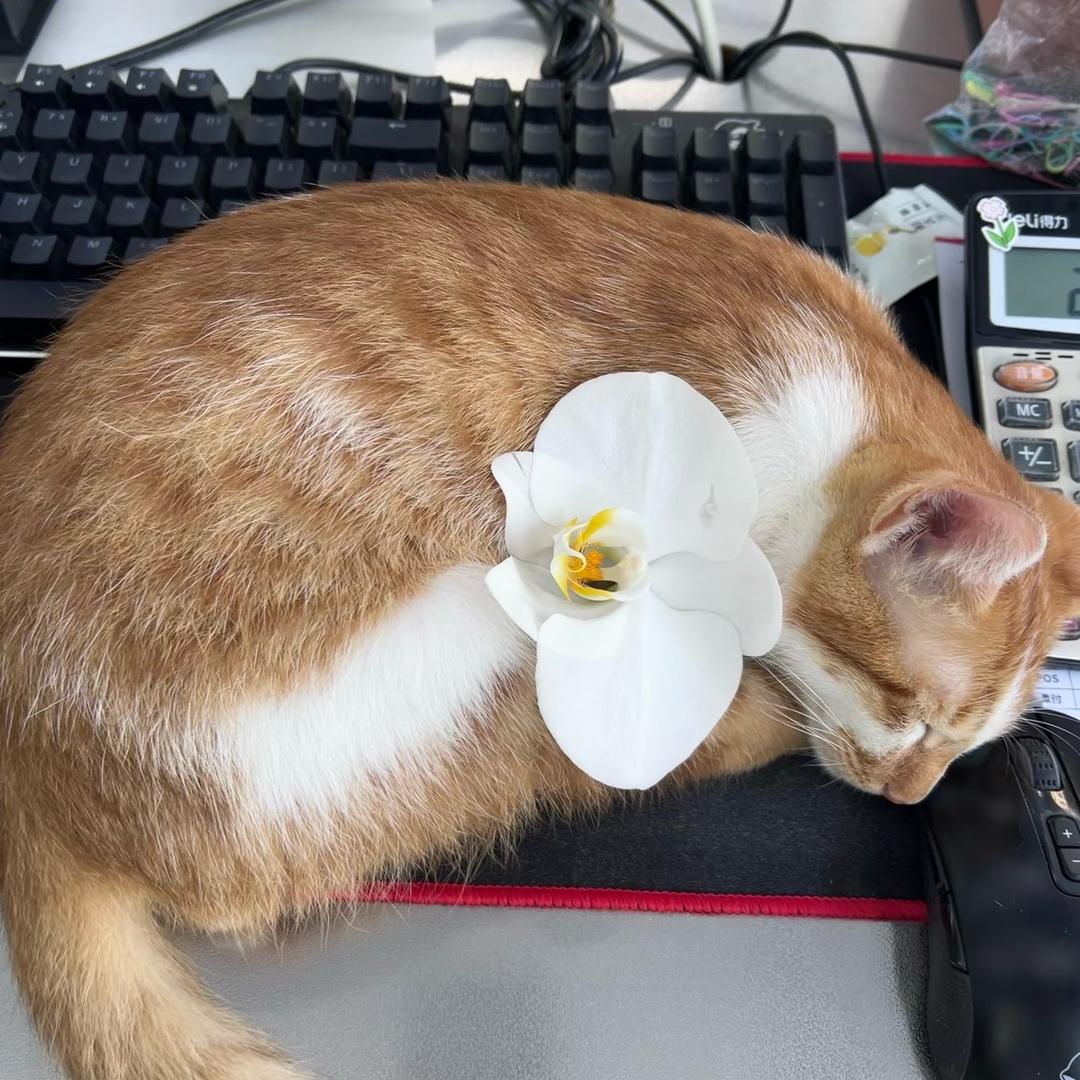 小八（理发店的主理人🐱）