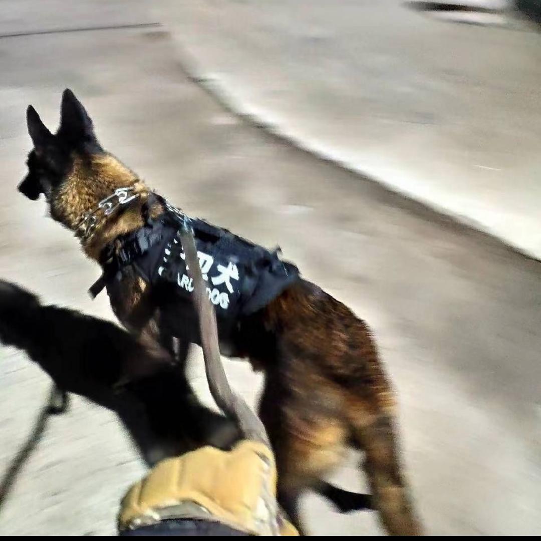 狗狗突击队           🪳