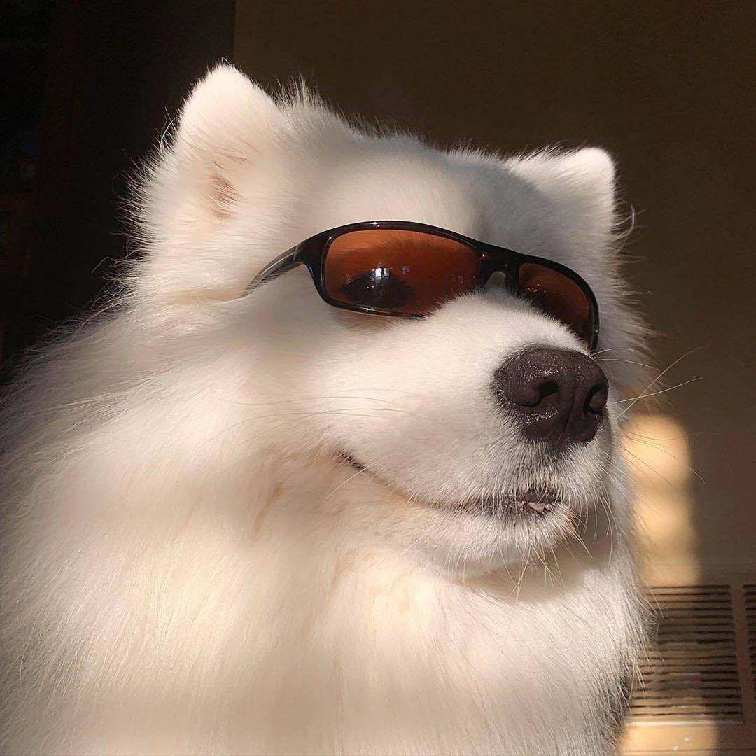 酷偶人