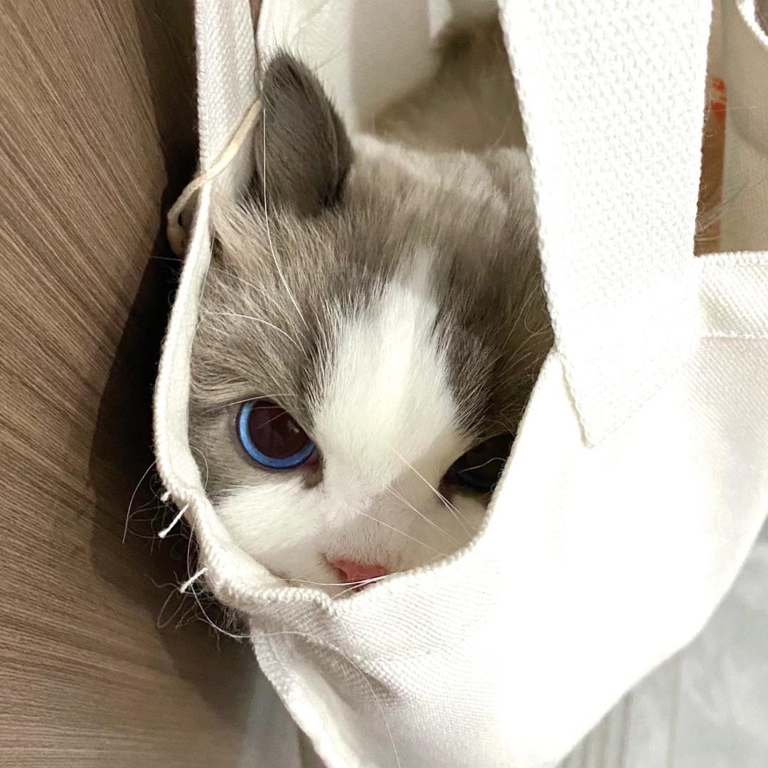 -CAToiin77