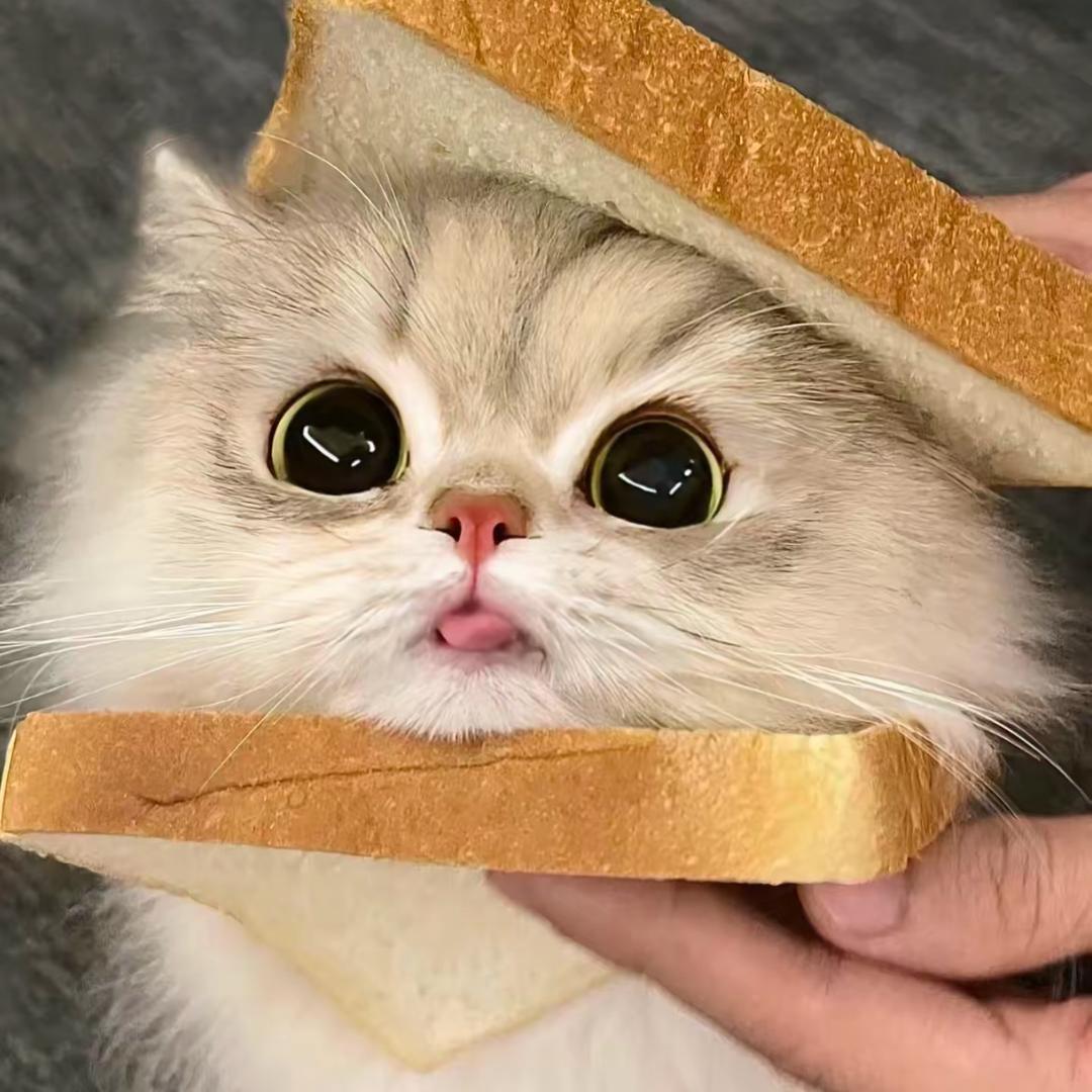 吻星狸🦷（见过张杰版）