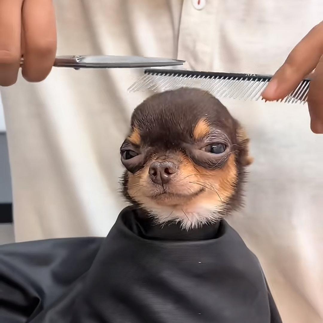 谁偷了我的鸡蛋