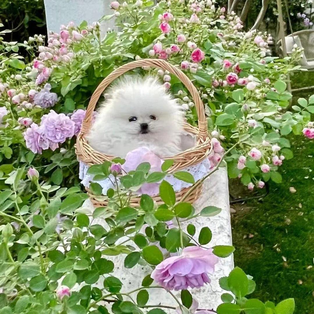 花开富贵88