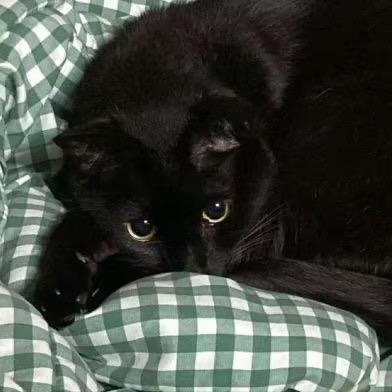 刚刚小猫在踩键盘