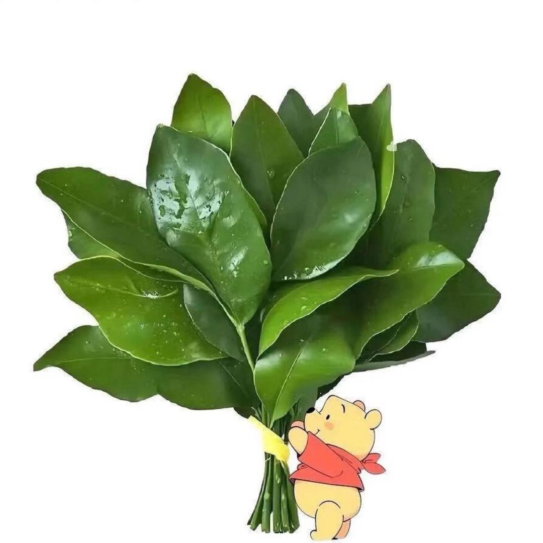 菲菲.