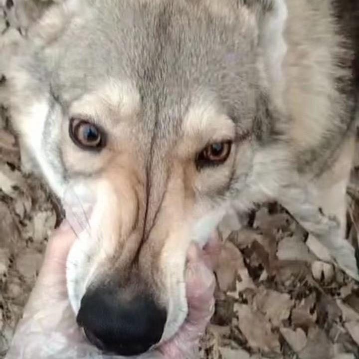 捷克🐺犬 蓝湾 北美灰 藏獒 养殖基地