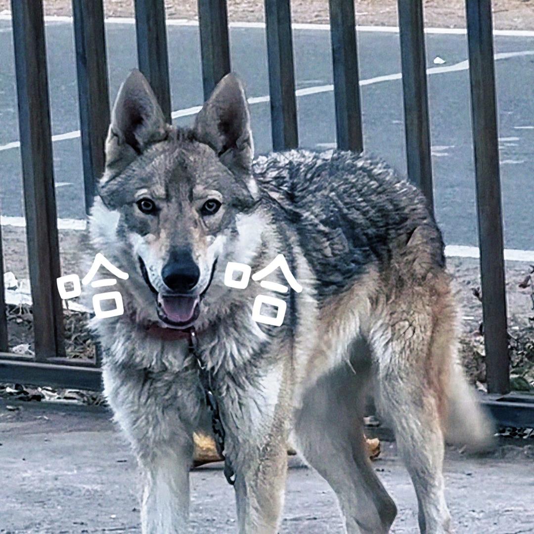 虎芽儿（铲车开饭！）