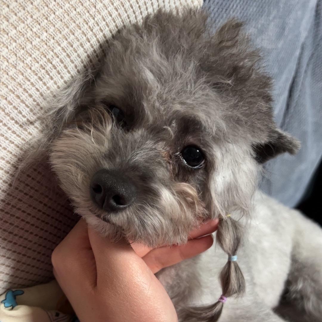 泡芙是个胆小狗 cn阿菲