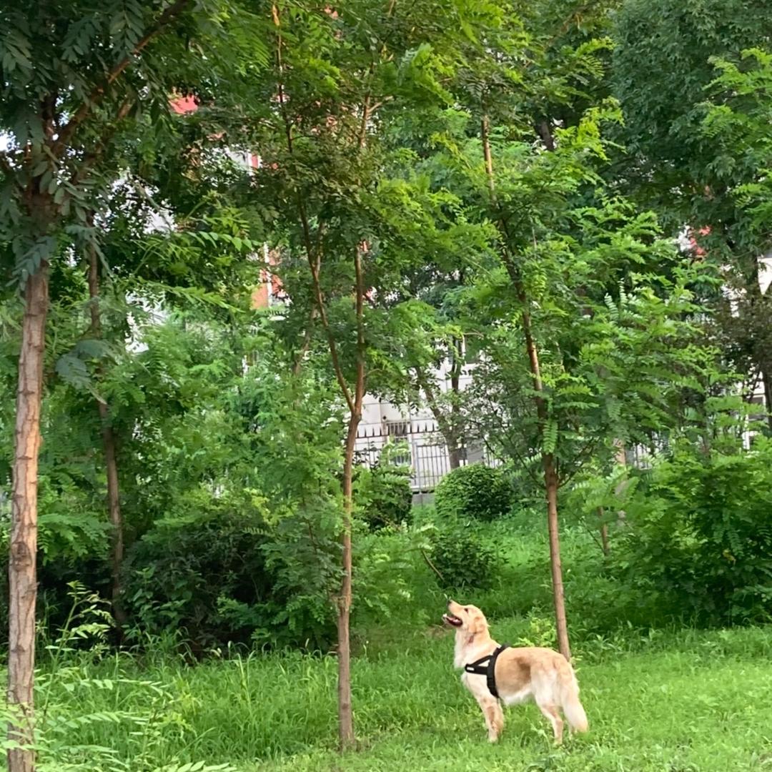 瞧小乔