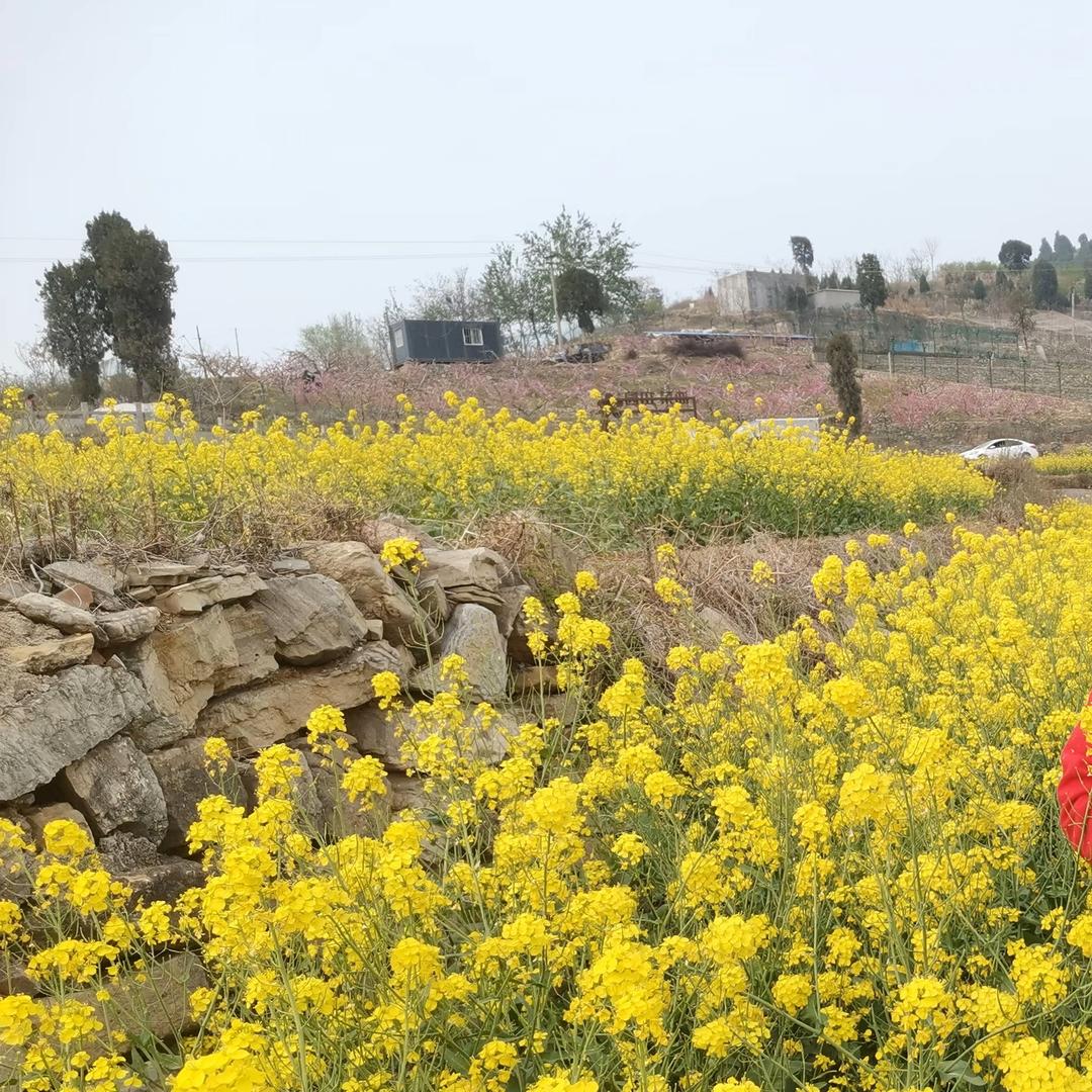 农村养猪的发哥