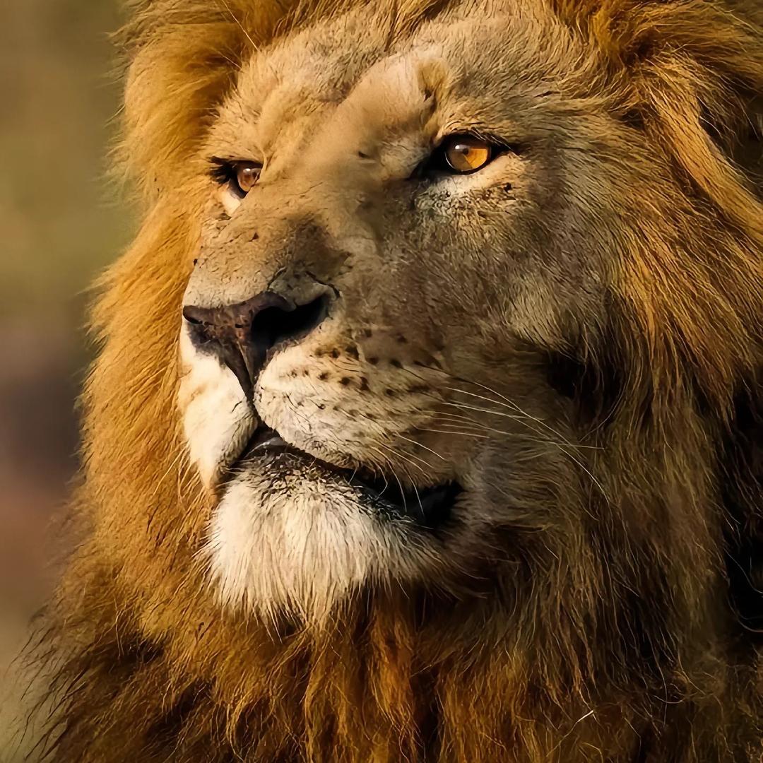 小李（自律版）