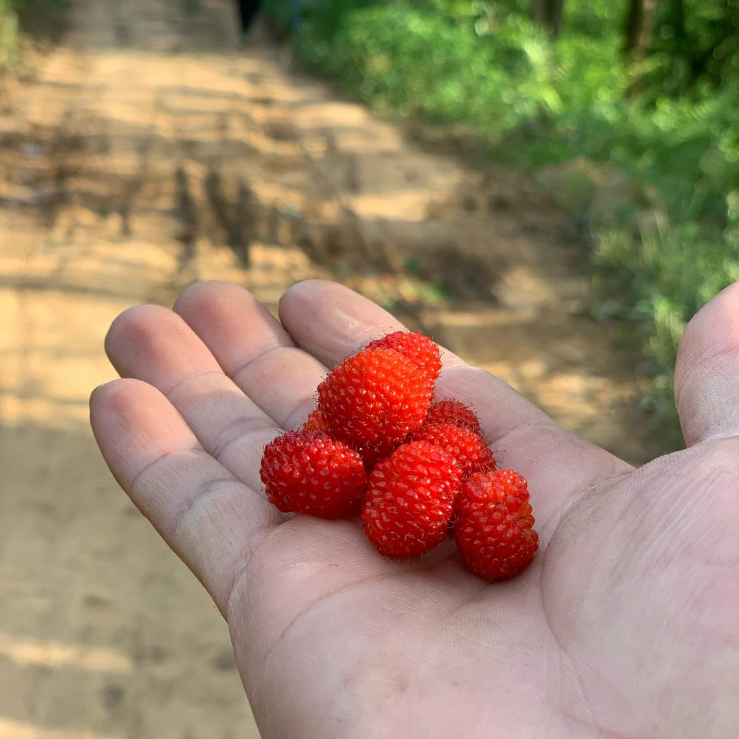 小番茄滴味道