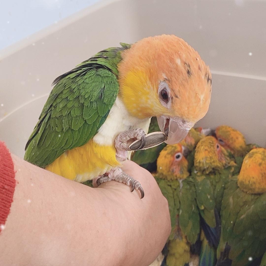 笨笨宠物（凯子逗小金）