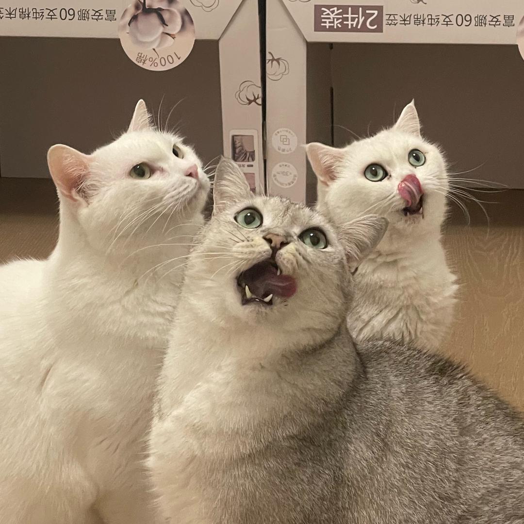 再买盲盒我就不叫Amy好闲