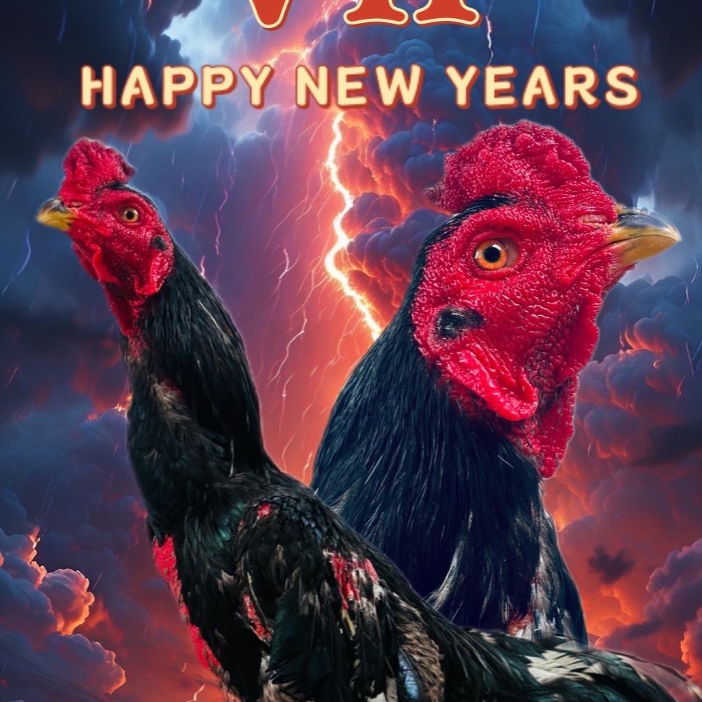 无义斗鸡养殖🇨🇳