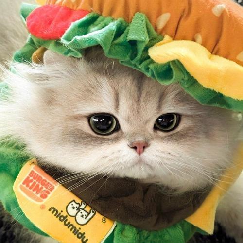 一家不务正业的猫砂工厂