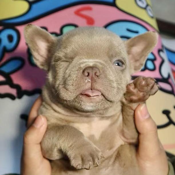 恶霸犬小笨熊