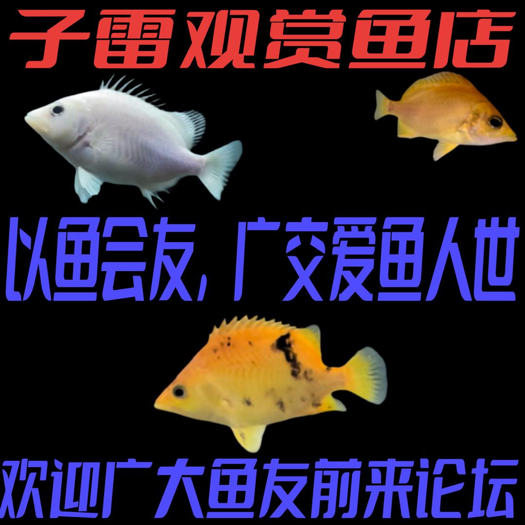 子雷观赏鱼店