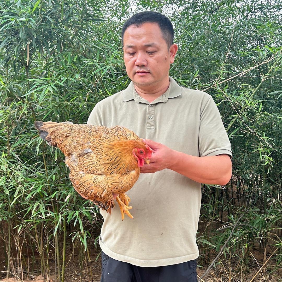 郴州老茶树土产生鲜小时达