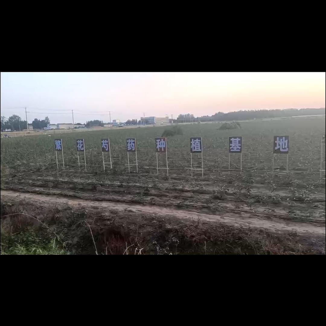AAA🎀繁花芍药牡丹基地