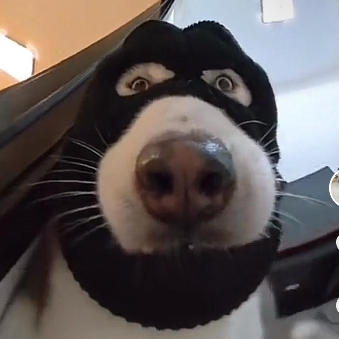 神奇动物分享站