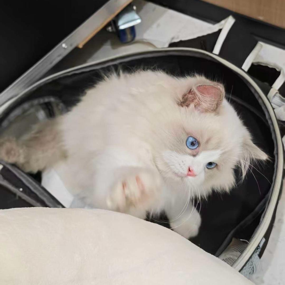 玖禾