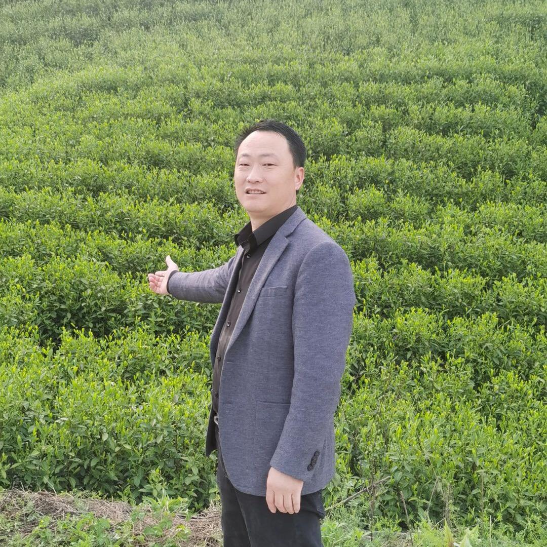 霍山县大化坪龙井茶厂