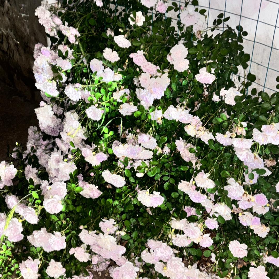 奈奈