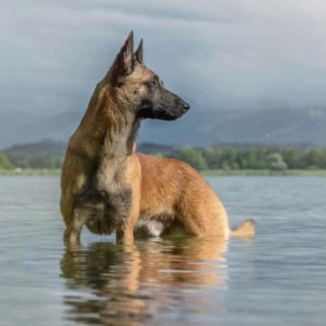 九美工作犬