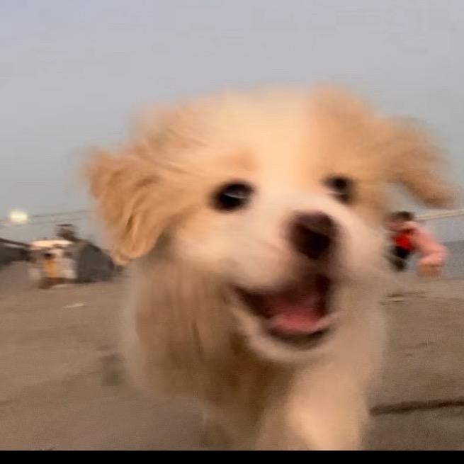 一个富贵儿（见过莎莎头头版）