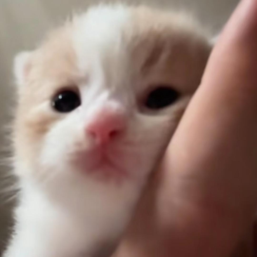 欲语泪先流