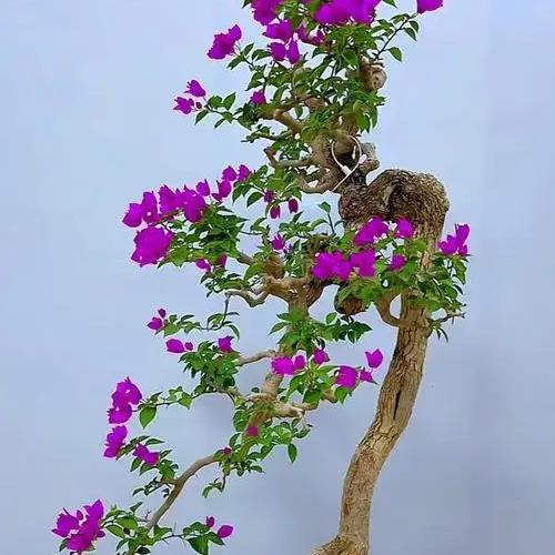 梅公子花卉